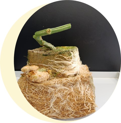 рис.3 , "Бешенные корни" рис.3 , "Бешенные корни"