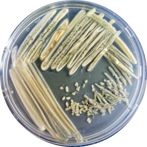 рис.4 Clavibacter michiganensis рис.4 Clavibacter michiganensis